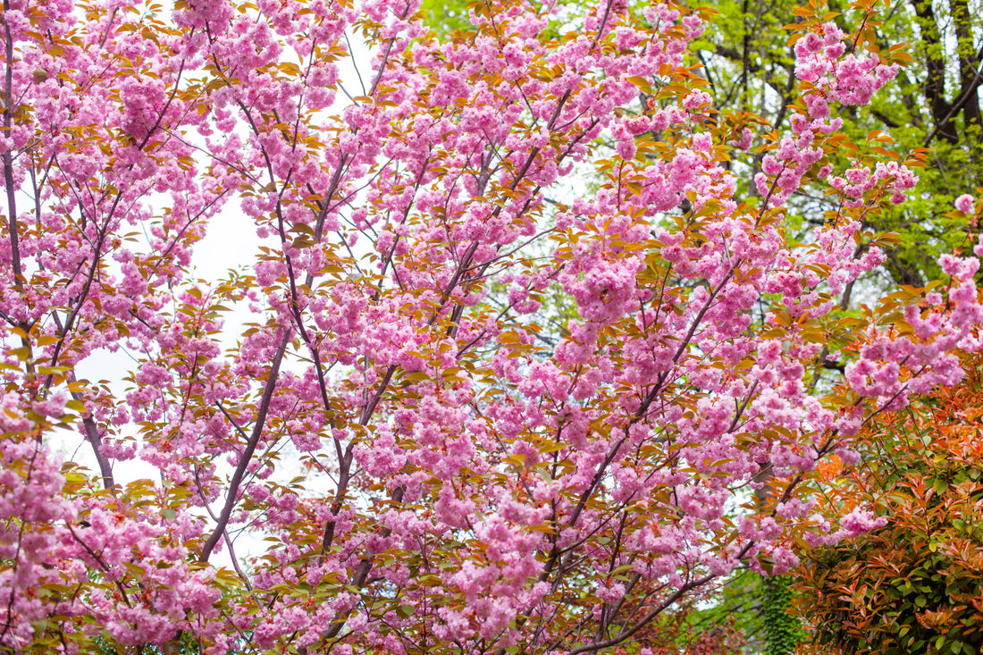 5 flowering cherry trees to consider