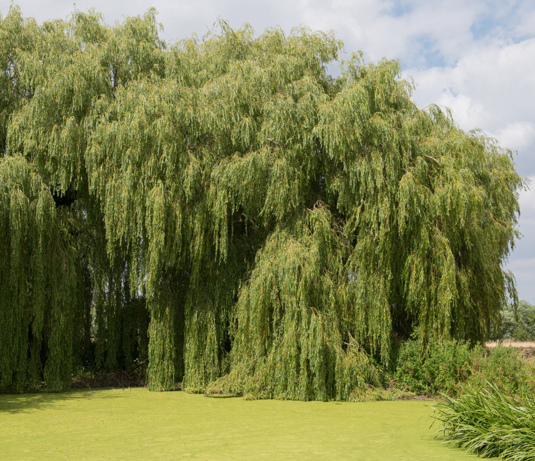 Salix / Willow