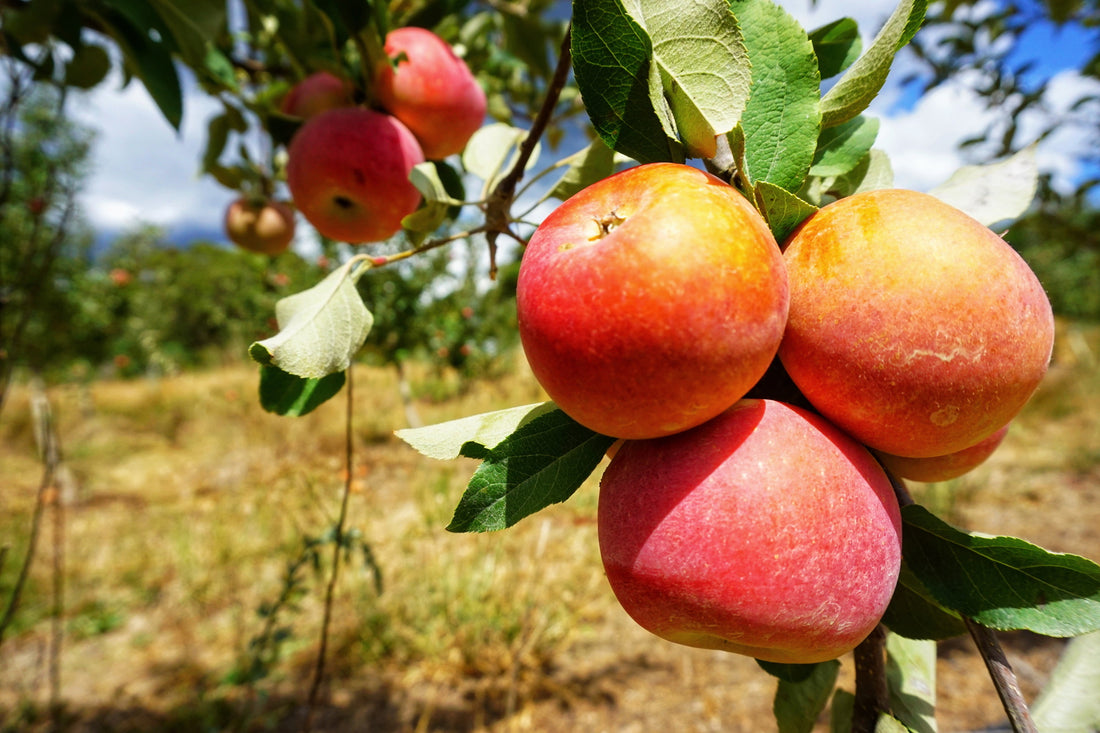 Fruit Trees – a natural choice for your garden