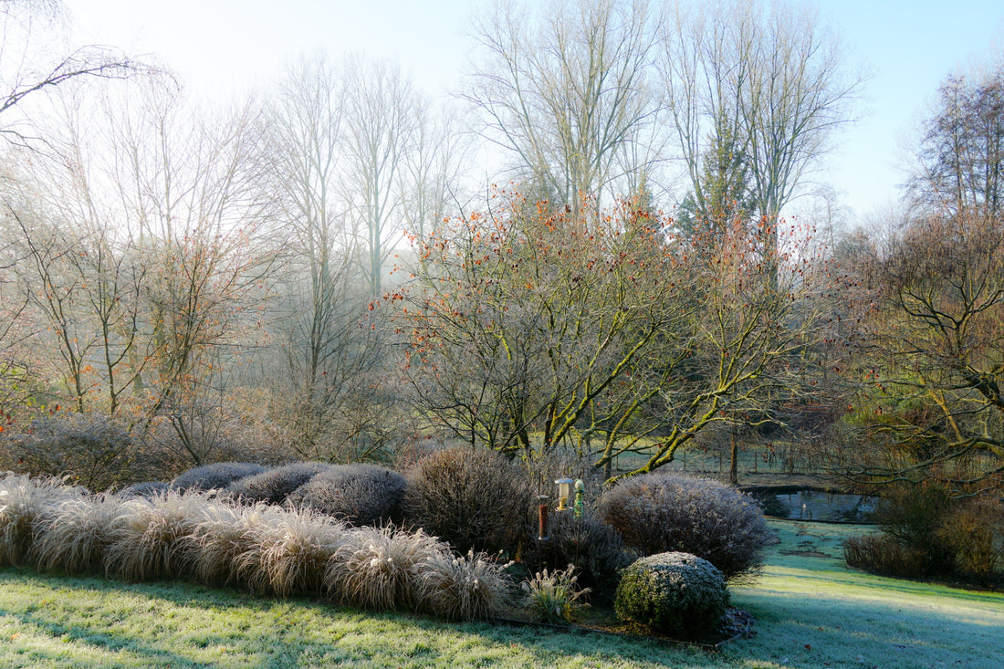 Plants to consider for winter interest