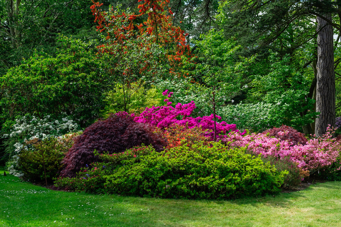 Prepare now for a show of spring colour