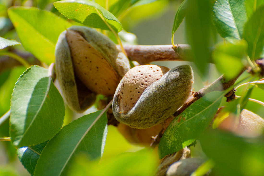 Prunus (Almond)