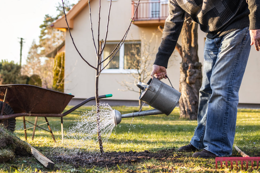 Tips on watering plants