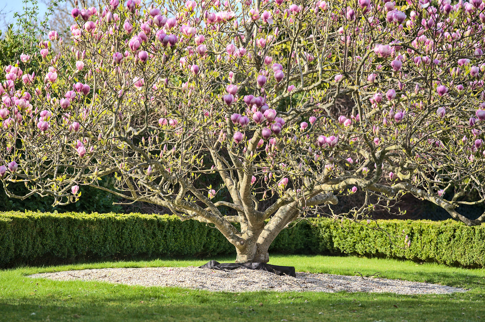 Arandel Tree Trees – Arundel Arboretum