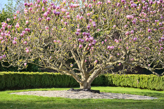 How to Prune Magnolia Trees?