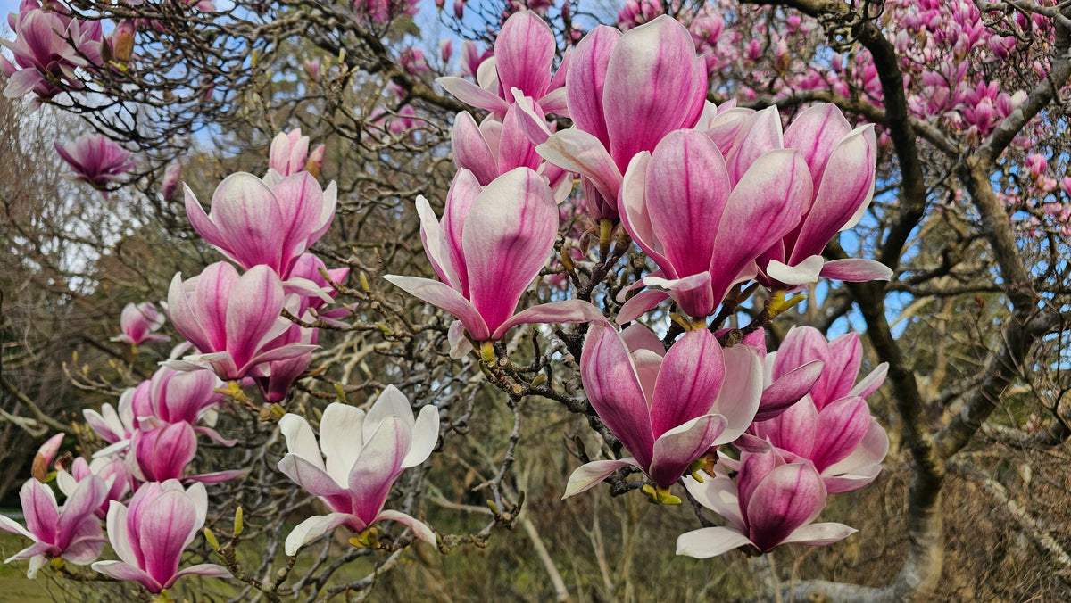 How to Choose the Right Magnolia for Your Garden