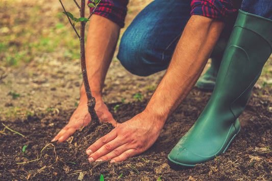 Plant Problems: Planting Trees Too Deep