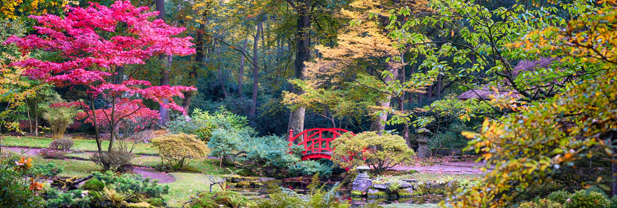 Stunning Japanese Maples!