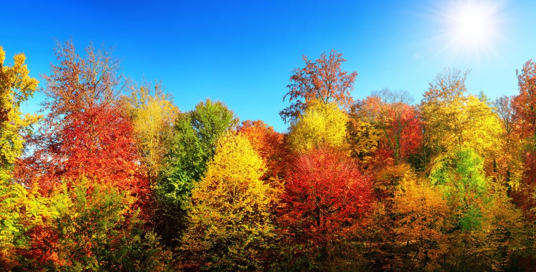 Trees for Autumn Colour