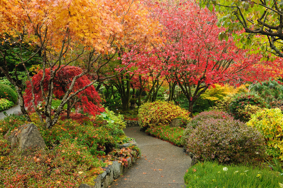 Tips for a colourful autumn garden