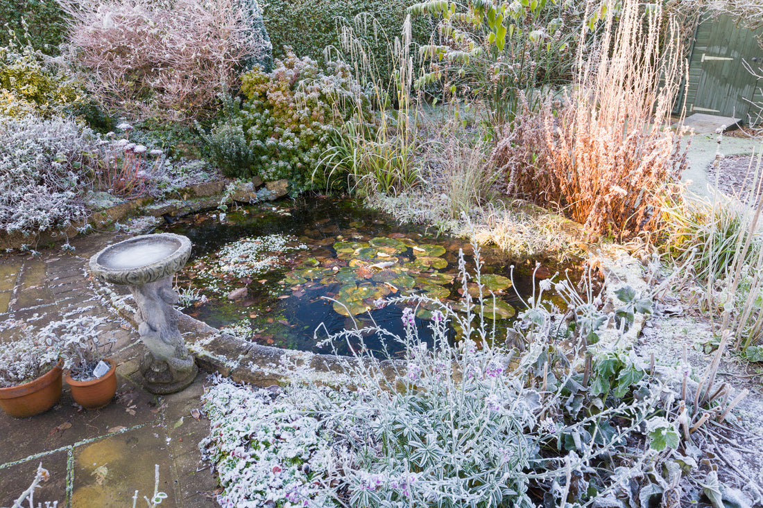How to create winter interest in your garden