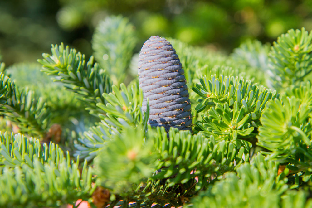 Fir tree for Sale - buy online Abies trees from UK nursery | Arundel ...