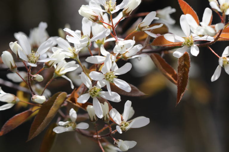 Arandel Tree Amelanchier shrubs – Arundel Arboretum