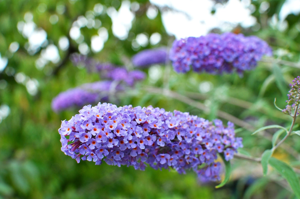 Buddleja Sp Buddleja | Butterfly Bush shrub – Arundel Arboretum