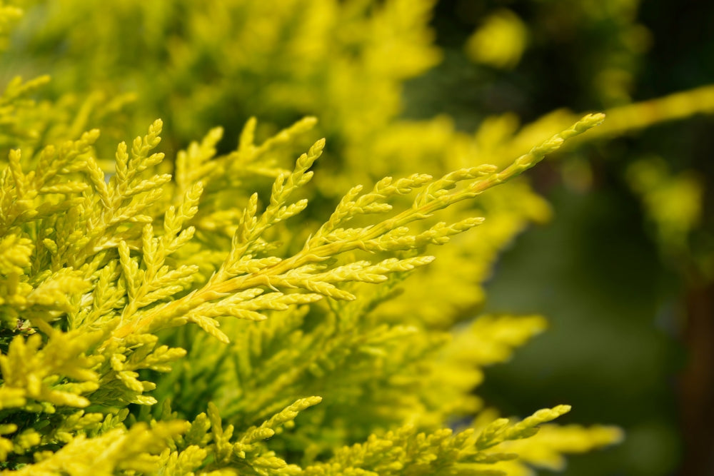 Leyland cypress | Cupressocyparis leylandii 'Castlewellan Gold'