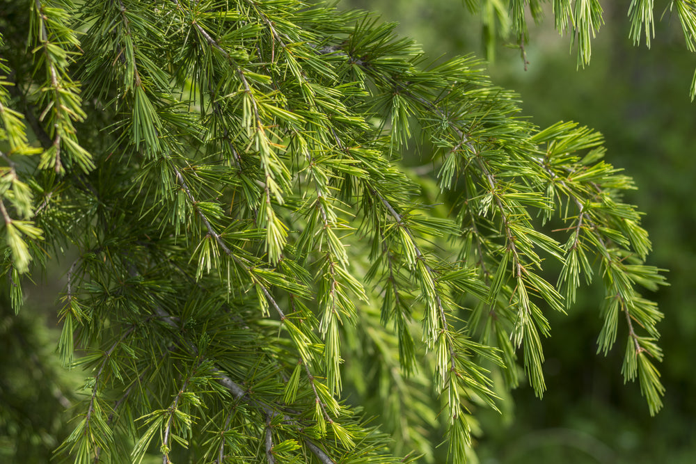 Cedrus deodara | Deodar cedar