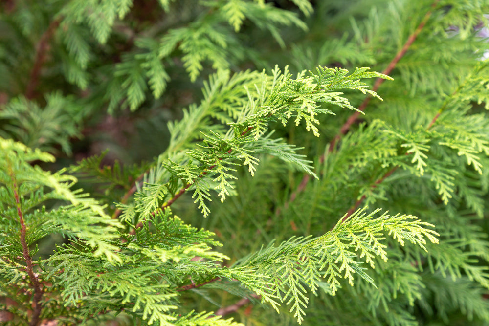 Chamaecyparis Conifers Tree for Sale - buy online False Cypress Hedging ...