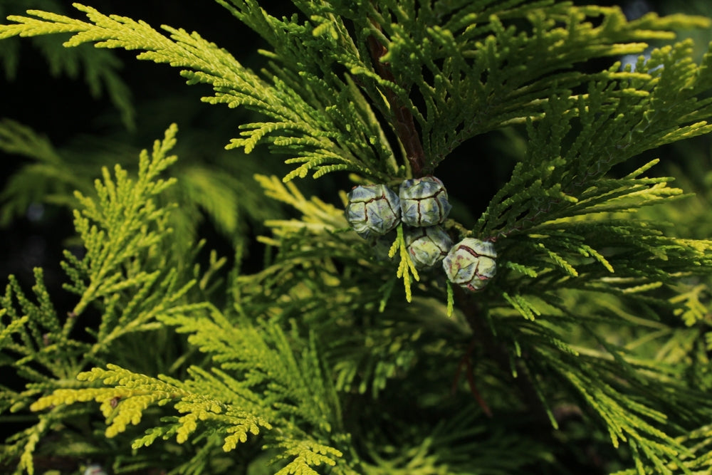 Chamaecyparis Lawsoniana | False cypress 'Lawsoniana'