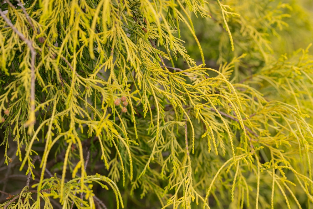 Chamaecyparis pisifera | Sawara cypress