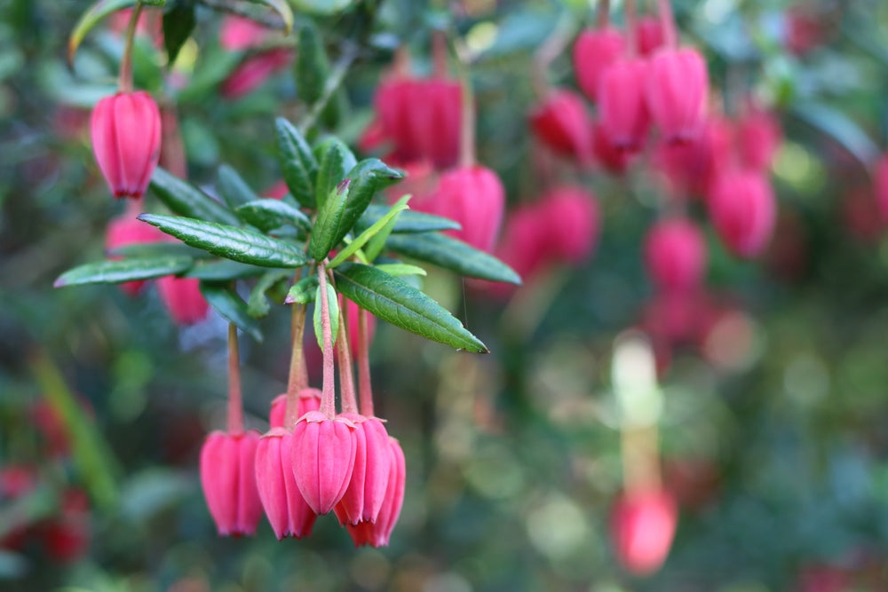 Orendel Tree Crinodendron | Chile lantern shrubs – Arundel Arboretum