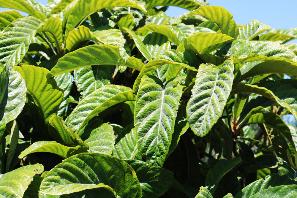 Orendel Tree Eriobotrya | Japanese Medlar – Arundel Arboretum