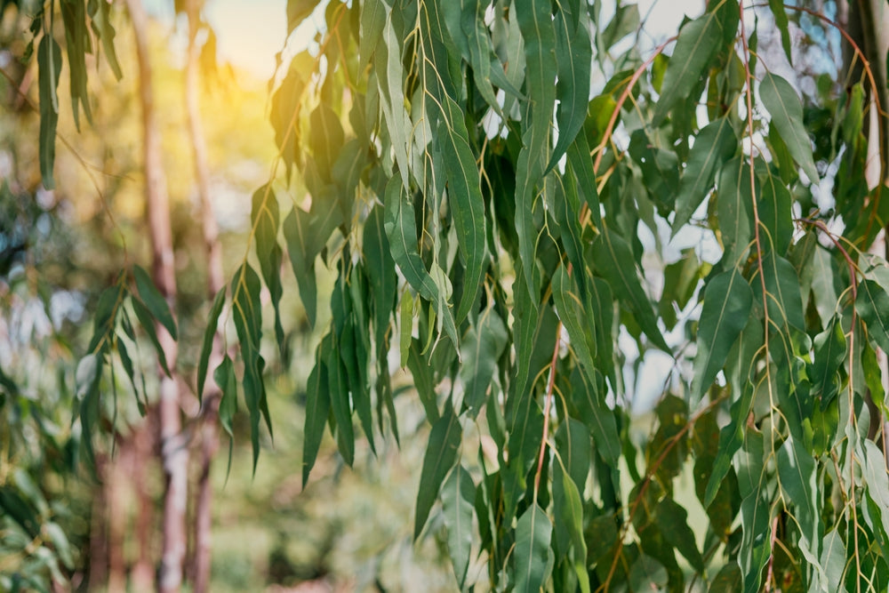 Orendel Tree Eucalyptus trees – Arundel Arboretum