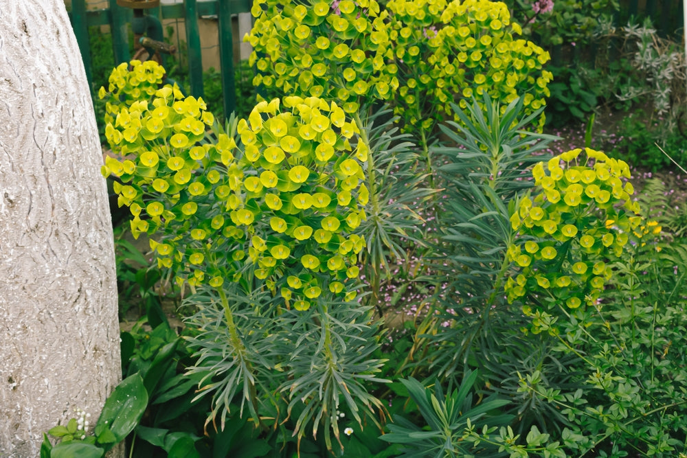 Euphorbia | Spurge – Arundel Arboretum
