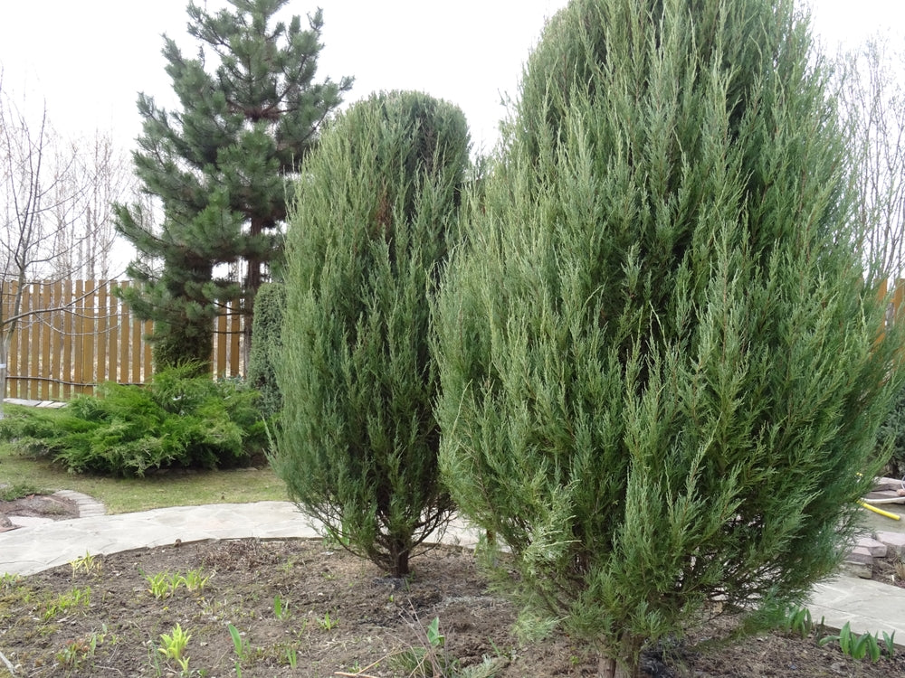 Juniperus scopulorum | Rocky Mountain juniper