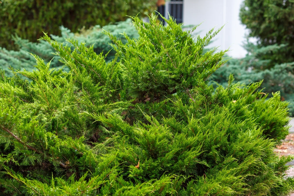 Types Of Juniper Shrubs Juniperus Communis (Common Juniper)
