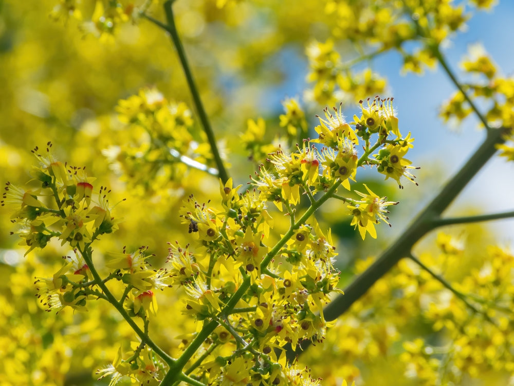Golden Rain Tree | Koelreuteria – Arundel Arboretum