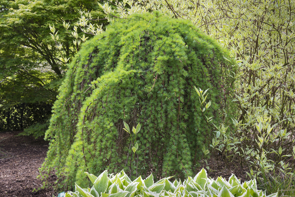 Larix kaempferi | Japanese larch