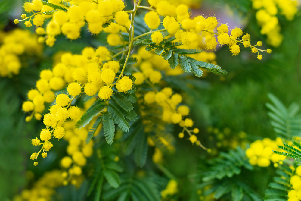Arandel Tree Mimosa | Acacia Tree – Arundel Arboretum