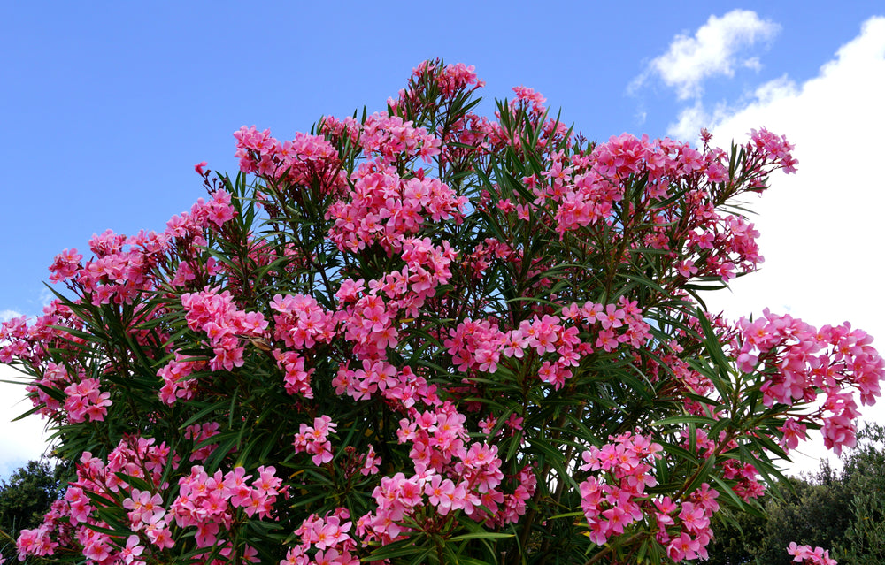 Orendel Tree Oleander | Nerium trees – Arundel Arboretum