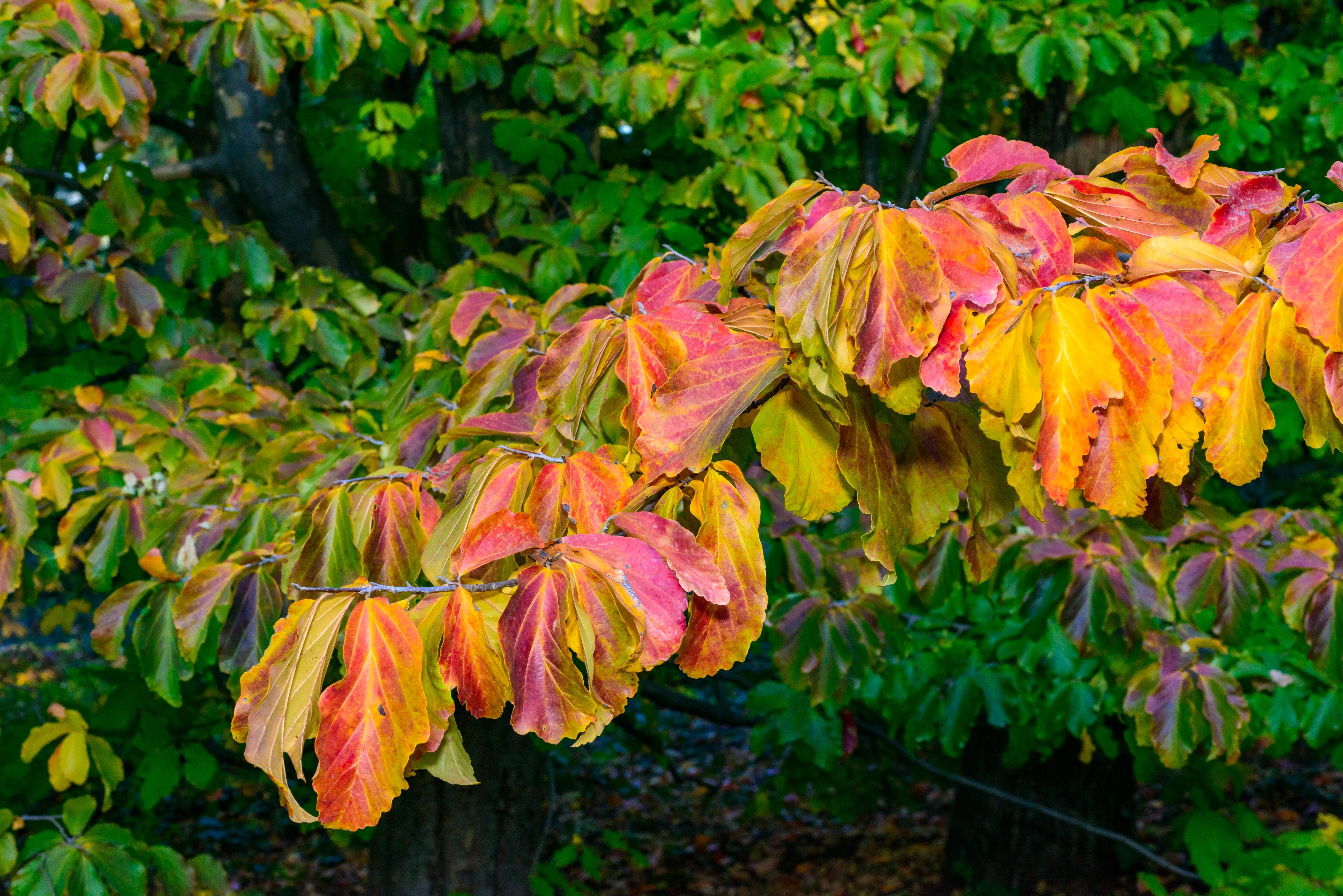 Arandel Tree Ironwood Tree | Parrotia – Arundel Arboretum