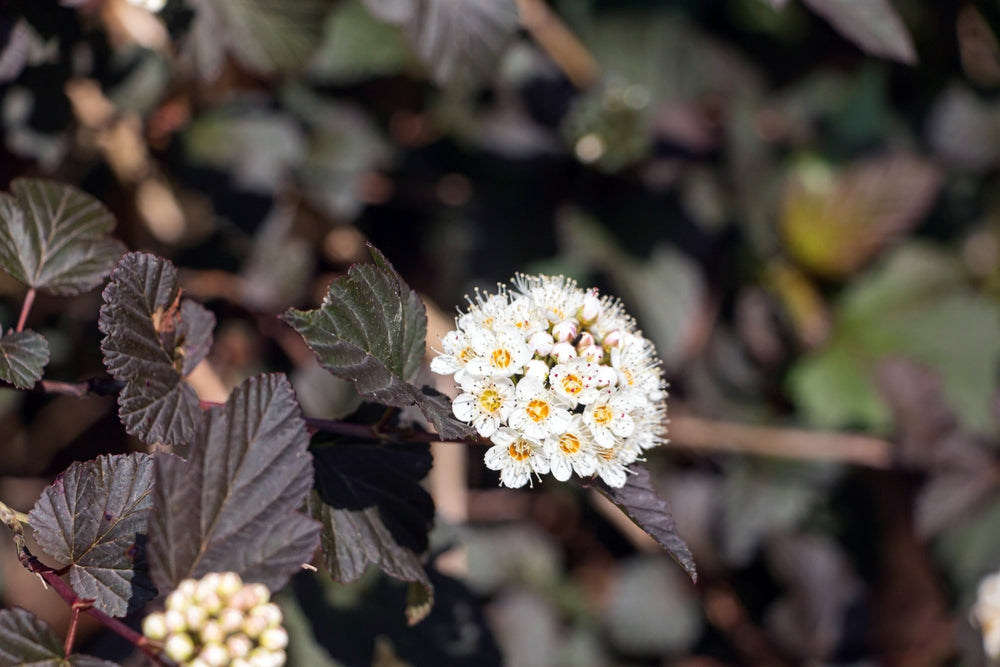 Best Quality Physocarpus from Arundel Arboretum
