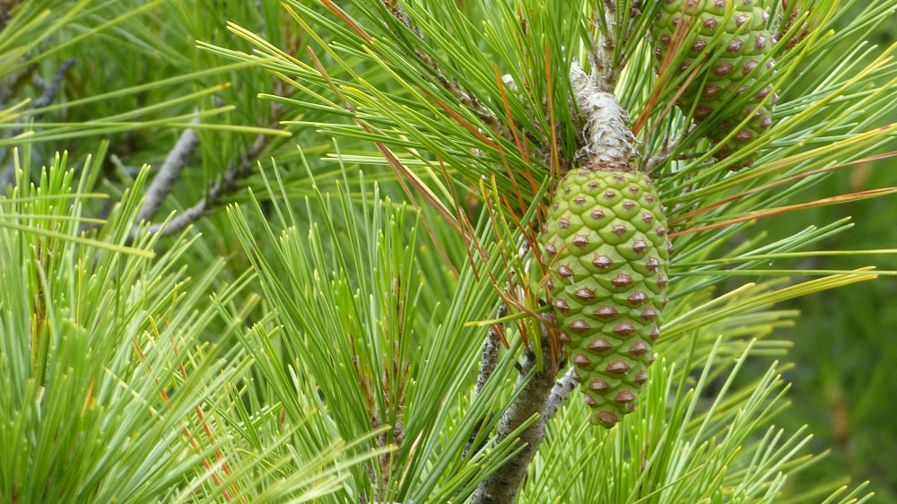 Buy Stone Pine, pinus pinea directly from expert tree nursery in ...