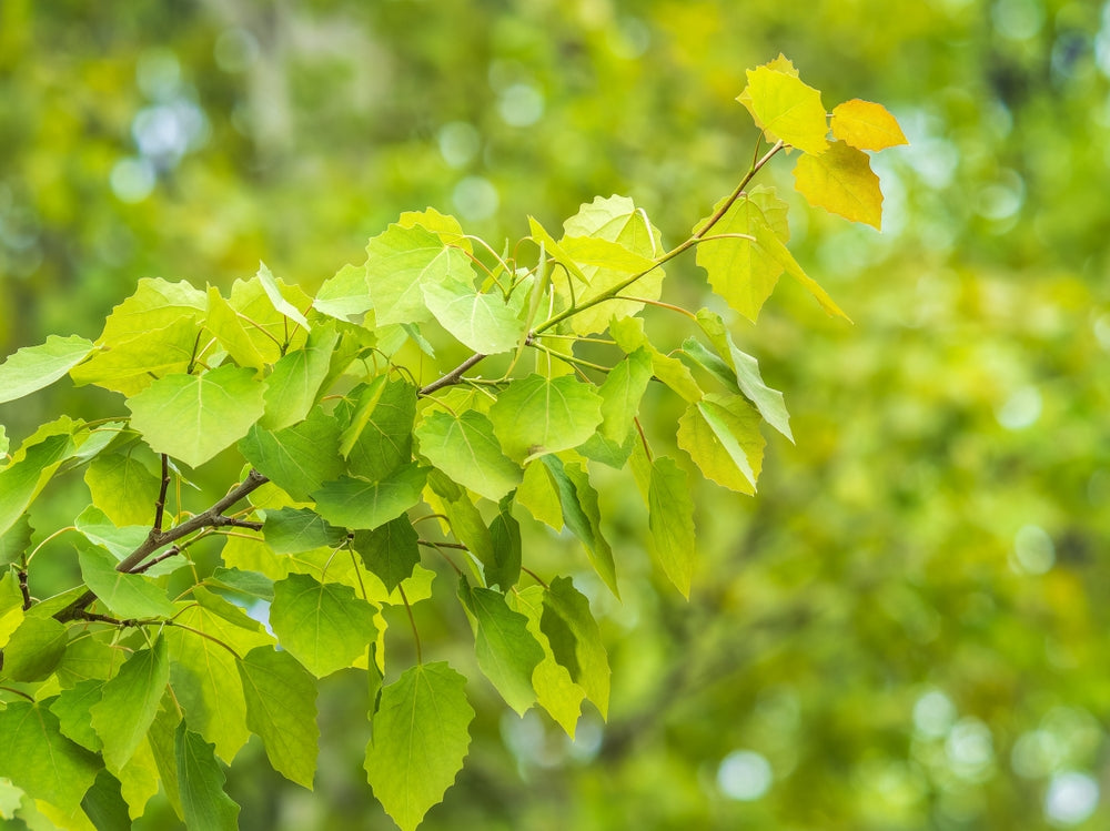 Poplar Tree, Aspen for Sale - buy online Poplar Trees, price at Arundel ...