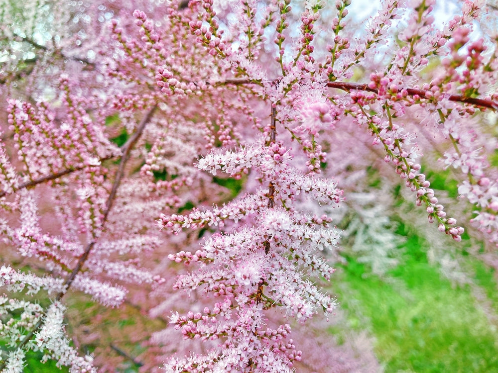 Arandel Tree Tamarix tree – Arundel Arboretum