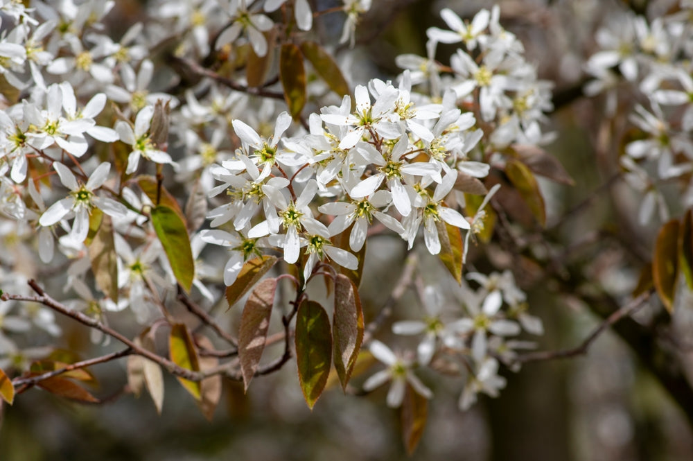 Amelanchier tree for Sale - buy online Juneberry tree for small garden, price at Arundel Arboretum