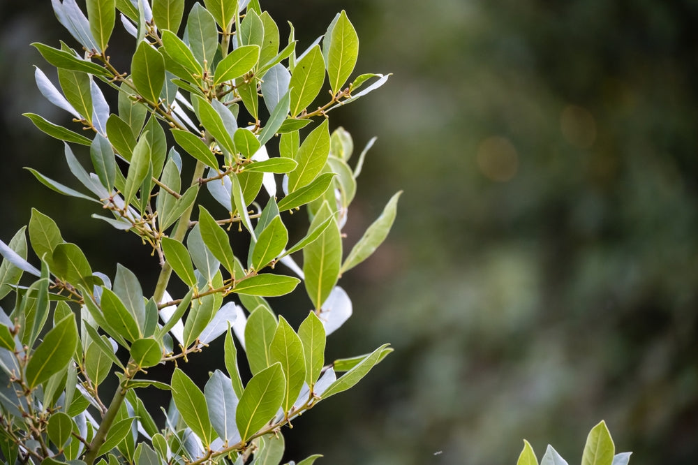 Orendel Tree Bay Laurel | Laurus Nobilis trees – Arundel Arboretum