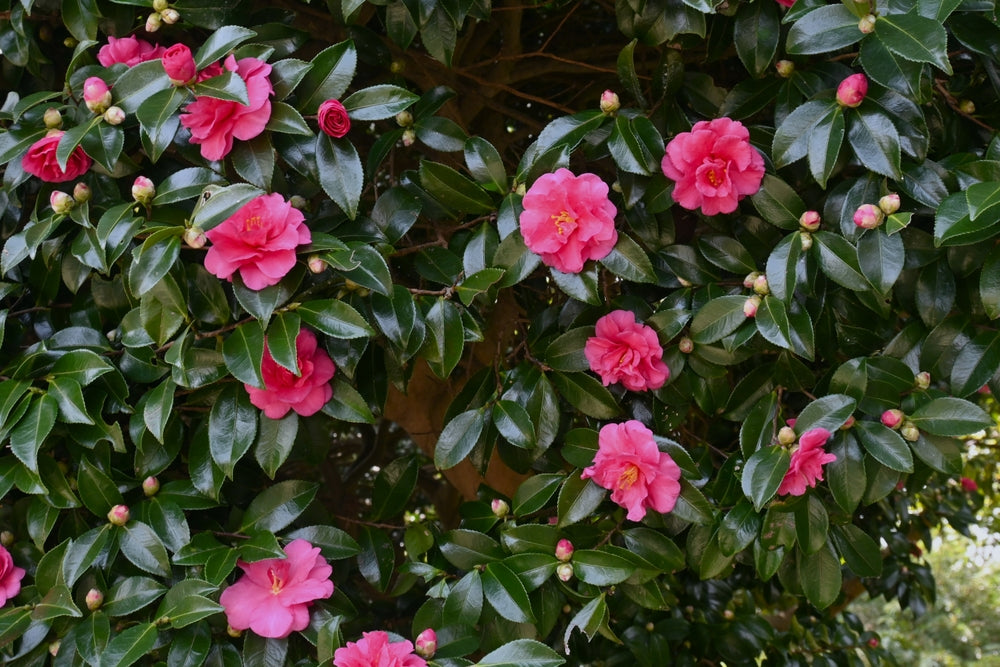 Camellia Trees – Arundel Arboretum
