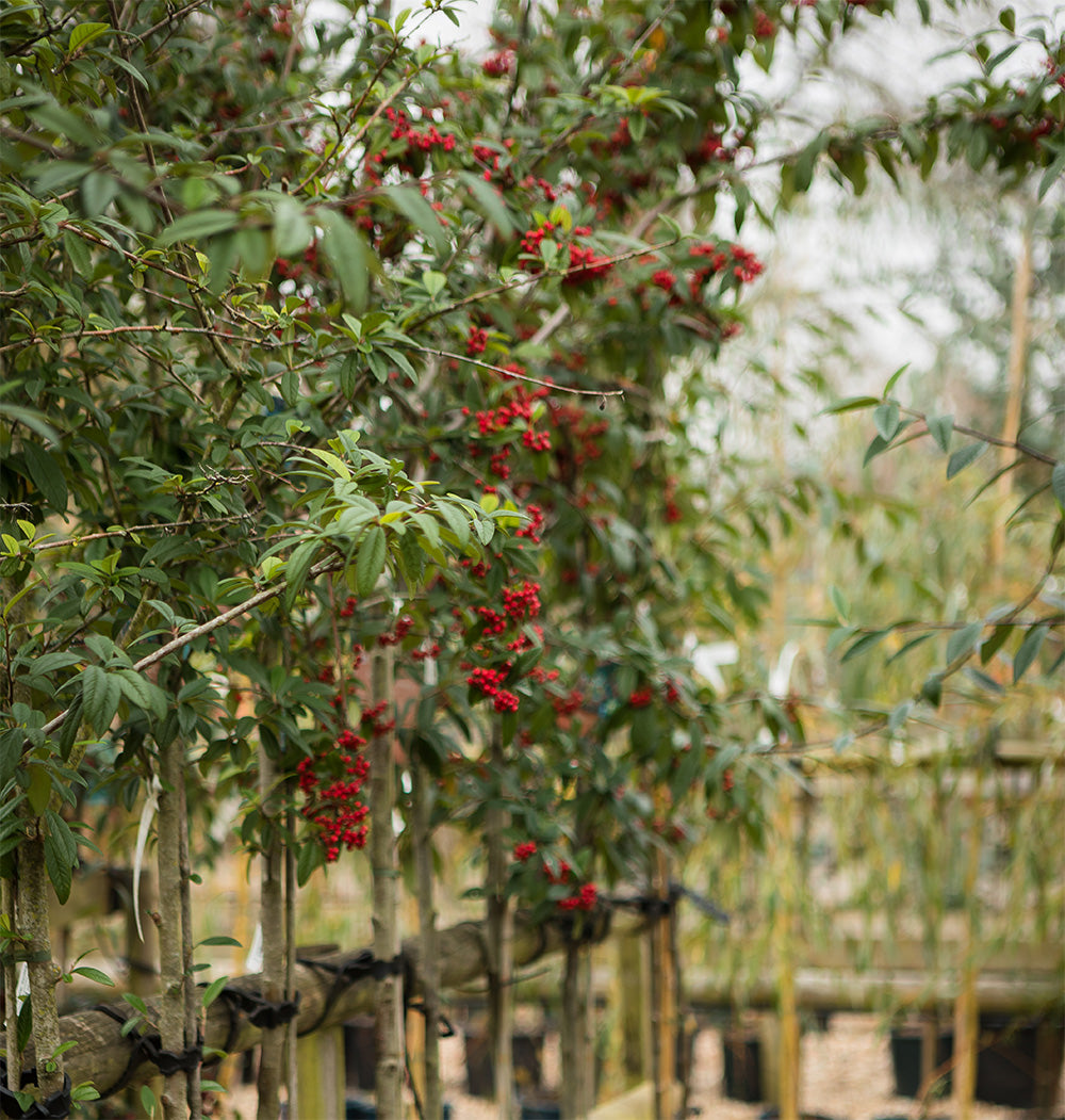 Arandel Tree Ornamental trees – Arundel Arboretum