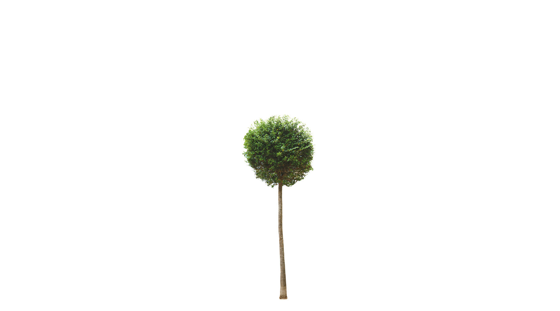 Arandel Tree By Shape - Half Standard – Arundel Arboretum