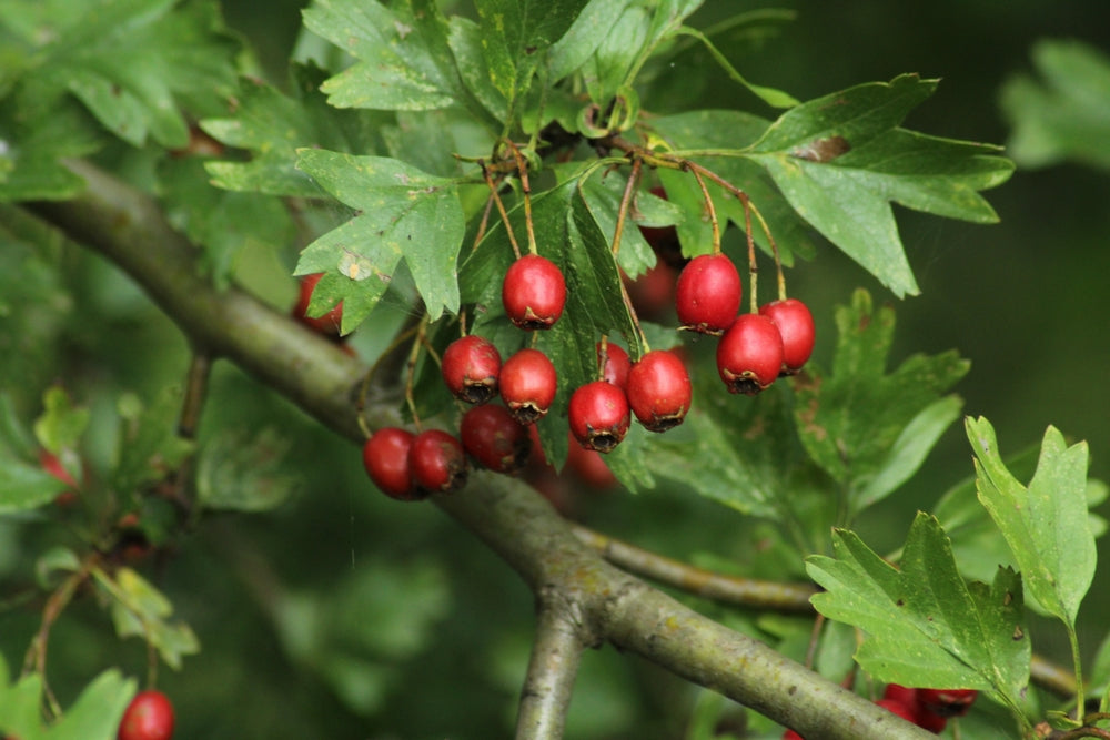 Hawthorn Tree for Sale - buy online Crataegus tree price Arundel Arboretum