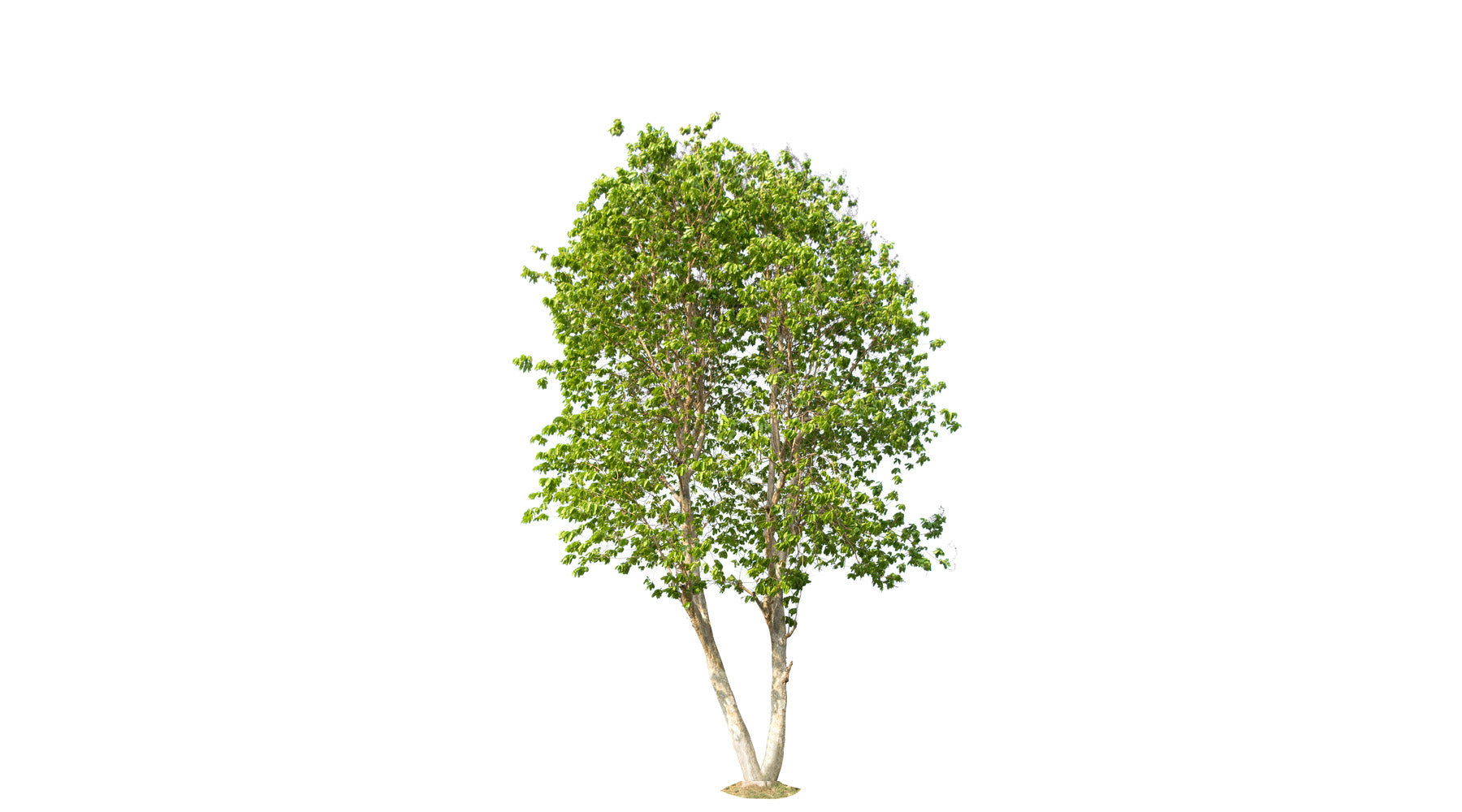 Orendel Tree By Shape - Multistem – Arundel Arboretum
