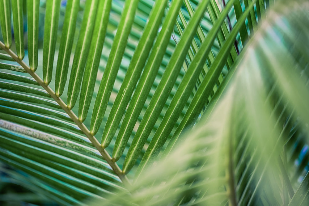 Arandel Tree Palm trees – Arundel Arboretum