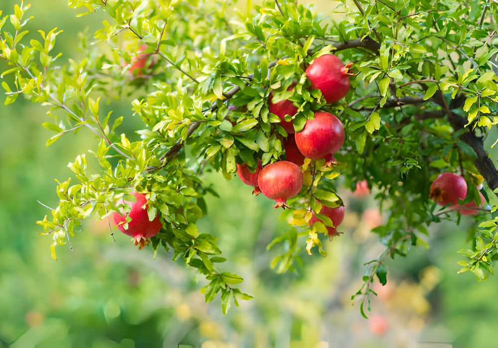 Orendel Tree Pomegranate | Punica trees – Arundel Arboretum