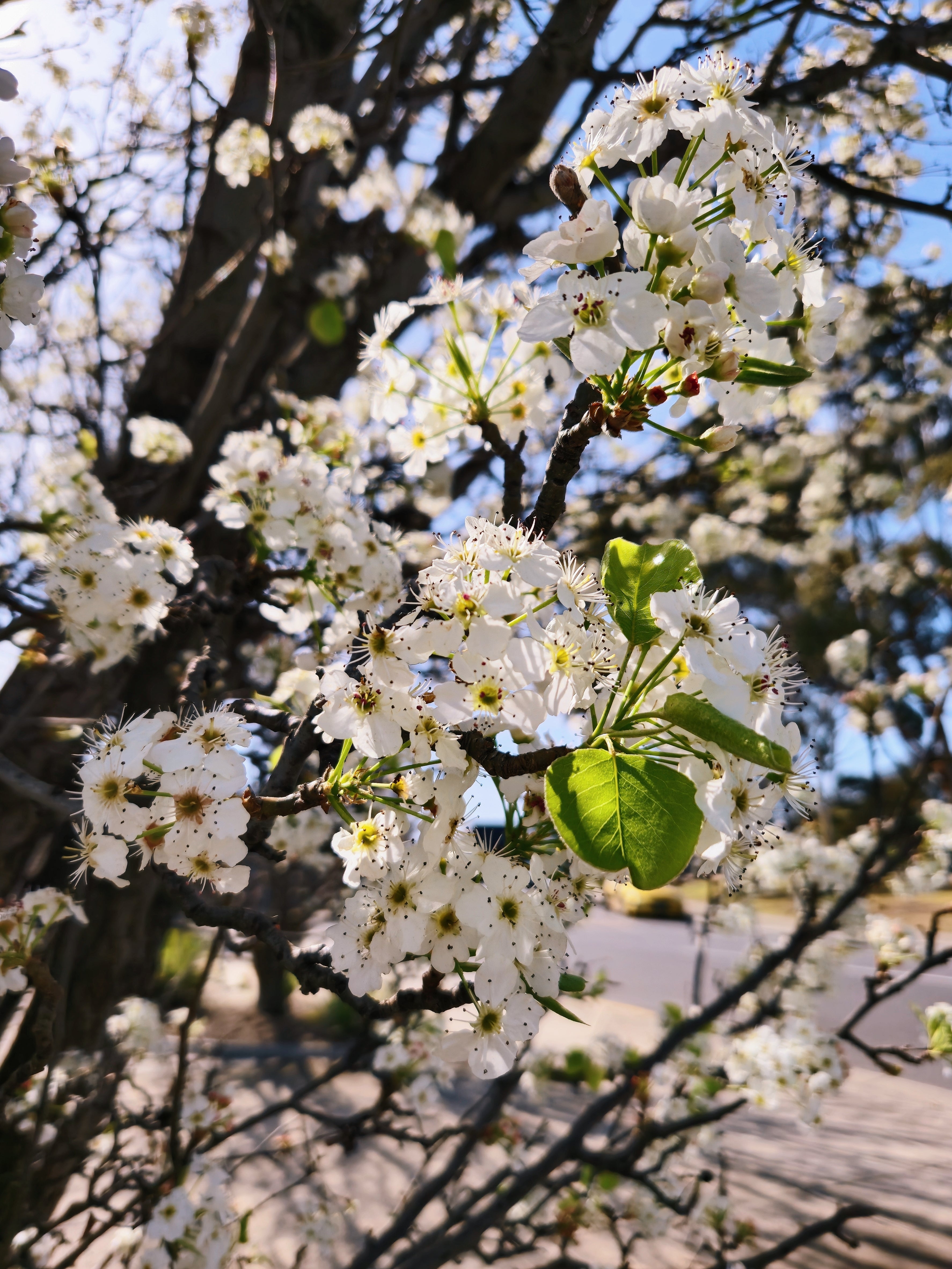 Arandel Tree Ornamental pear tree | Pyrus – Arundel Arboretum