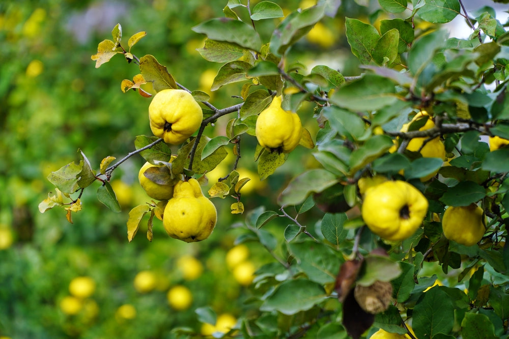 Arandel Tree Quince Fruit Trees | Cydonia – Arundel Arboretum