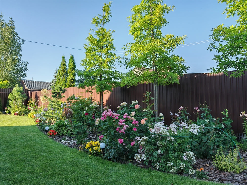 Buy Screening, Privacy trees online, highest quality from expert tree ...